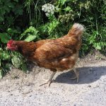 La Tecnología Detrás de Chicken Road
